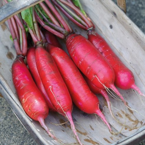 Image of Chinese Radish 'dragon' F1 Hybrid - 1 Packet (80 Seeds)