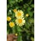 golden marquerite (Anthemis tinctoria 'E.C. Buxton')