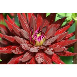 dahlia black cat bulbs (Dahlia 'Chat Noir')