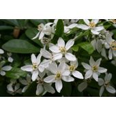 Mexican orange blossom (Choisya ternata)