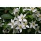 Mexican orange blossom (Choisya ternata)