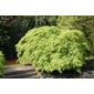 Japanese maple (Acer palmatum var. dissectum)