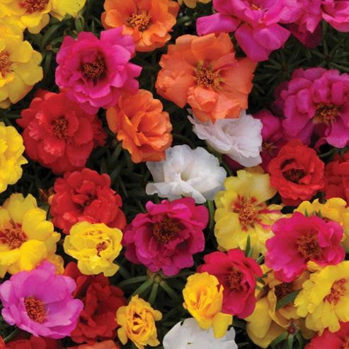 Image of Portulaca Grandiflora 'happy Hour Mixture' - 1 Packet (80 Seeds)