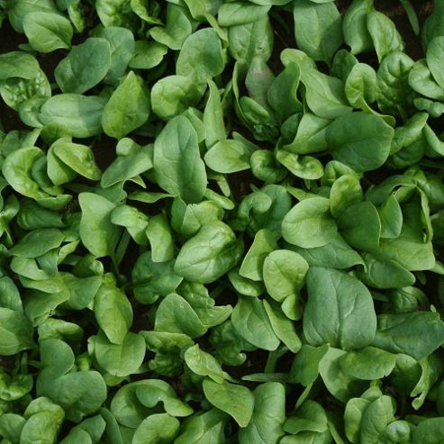 Image of Spinach 'amazon' F1 Hybrid - 1 Packet (500 Spinach Seeds)