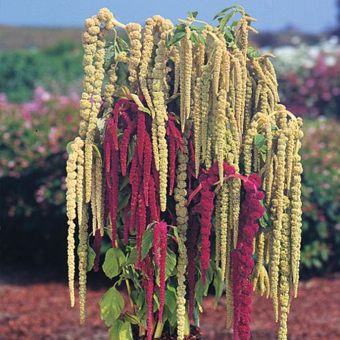 Image of Amaranthus Caudatus 'pony Tails Mixed' - 1 Packet (1000 Seeds)