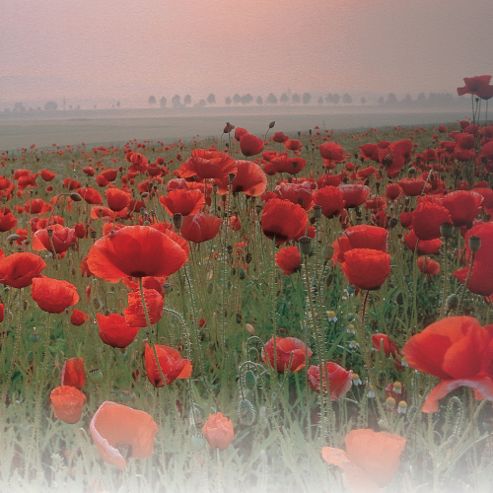 Image of Poppy (wild) - 1 Packet (2000 Seeds)