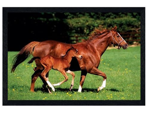 Image of Black Wooden Framed Mare And Foal Poster