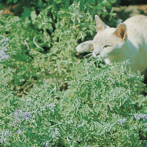 Image of Nepeta Cataria - 1 Packet (225 Seeds)