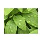 Pharmore Ltd Green Plant Leaves Wall Art - 60cm x 90cm