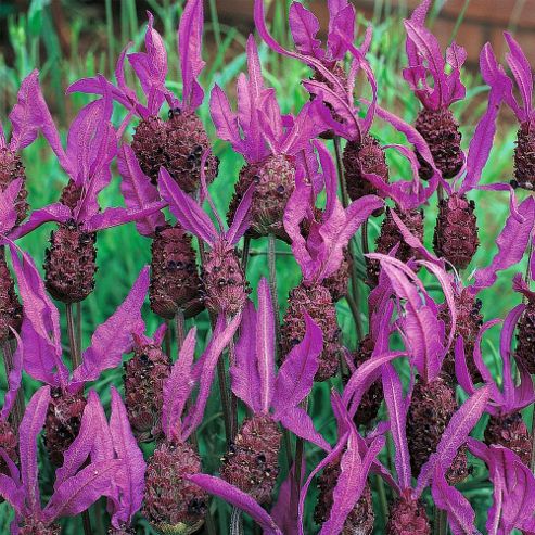 Image of Lavender (french) - 1 Packet (50 Seeds)