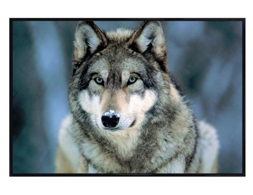 Image of Gloss Black Framed Grey Wolf Poster