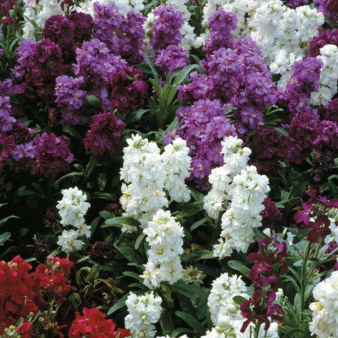 Image of Stock 'sweetly Scented Mixed' - Part Of The Alan Titchmarsh Collection - 1 Packet (200 Seeds)