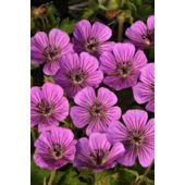 cranesbill (Geranium 'Pink Penny')