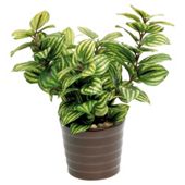 22CM PEPPEROMIA IN CERAMIC POT - GREEN / YELLOW