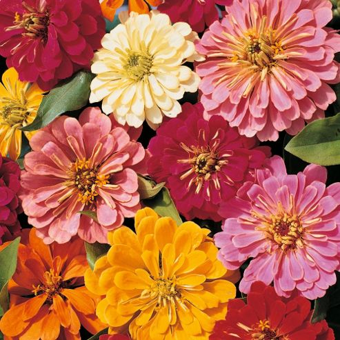 Image of Zinnia Elegans 'magellan Mixed' F1 Hybrid - 1 Packet (10 Seeds)