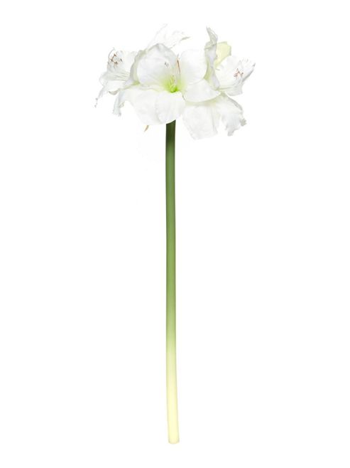 Image of Amaryllis Spray White