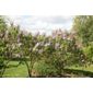 common Lilac (Syringa vulgaris 'Katherine Havemeyer')