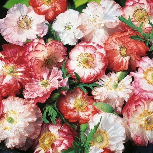 Image of Poppy 'picotee Mixed' - 1 Packet (150 Seeds)