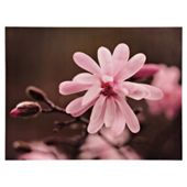 Blossom On Branch Canvas 60X80Cm