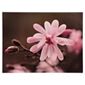 Blossom On Branch Canvas 60X80Cm