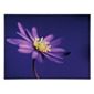 Purple Flower Canvas 60X80Cm