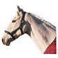 Cottage Craft fully adjustable Headcollar Navy Pon