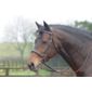 Cottage Craft Cambridge Bridle with Reins Havana F