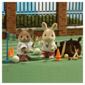 Sylvanian Families School Sports Day