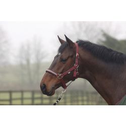 Cottage Craft Dotty Padded Headcollar Burgundy Pon