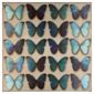 Teal Butterflies Wall Art
