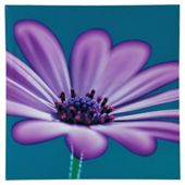Sedduction Floral Canvas H60xW60xD2.5cm