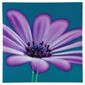 Sedduction Floral Canvas H60xW60xD2.5cm