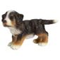 Bernese Mountain Dog Puppy
