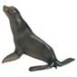 Schleich Sea Lion
