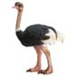 Schleich Ostrich