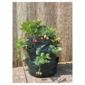 Botanico Lets Grow Strawberry planters 2 pk