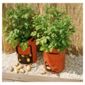 Botanico Lets Grow Potato planters 2 pk