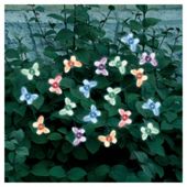 20 Solar Colour Changing Butterfly String Lights