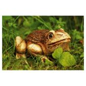 Woodland Friends Wooden Effect Frog