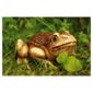Woodland Friends Wooden Effect Frog
