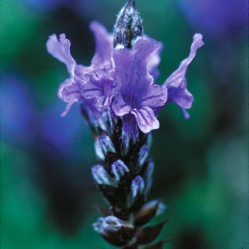 Image of Lavender (fernleaf) - 1 Packet (100 Seeds)