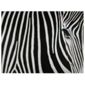 Zebra Canvas