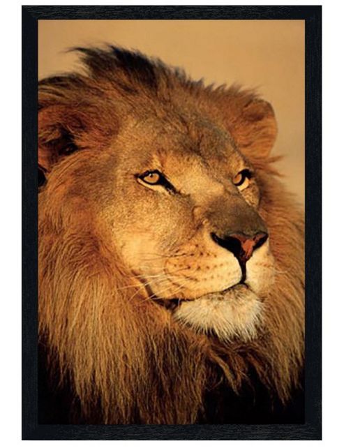 Image of African Wildlife Photography Black Wooden Framed Close-up Of A Lion Poster