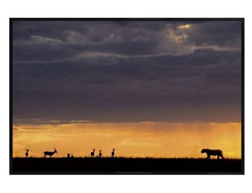 Image of Lioness In The Wild Gloss Black Framed Hunting For Prey Poster
