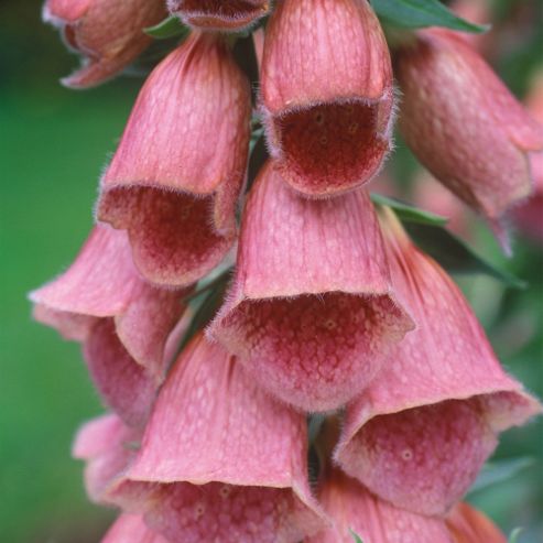 Image of Foxglove 'summer King' - 1 Packet (80 Seeds)
