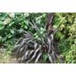 New Zealand flax (Phormium 'Platt's Black')