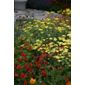 yarrow (Achillea 'Moonshine')
