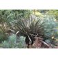 New Zealand flax (Phormium 'Bronze Baby')