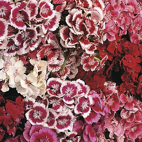 Image of Dianthus Barbatus 'indian Carpet Mixed' - 1 Packet (400 Seeds)