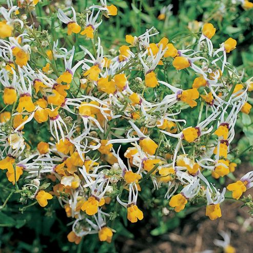 Image of Nemesia Cheiranthus 'shooting Stars' - 1 Packet (80 Seeds)